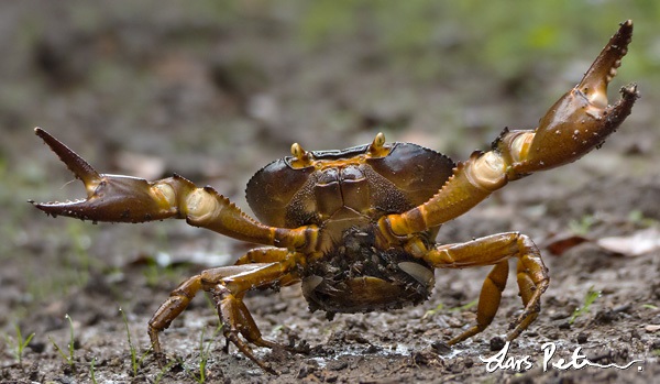 Terrestrial Crab sp.